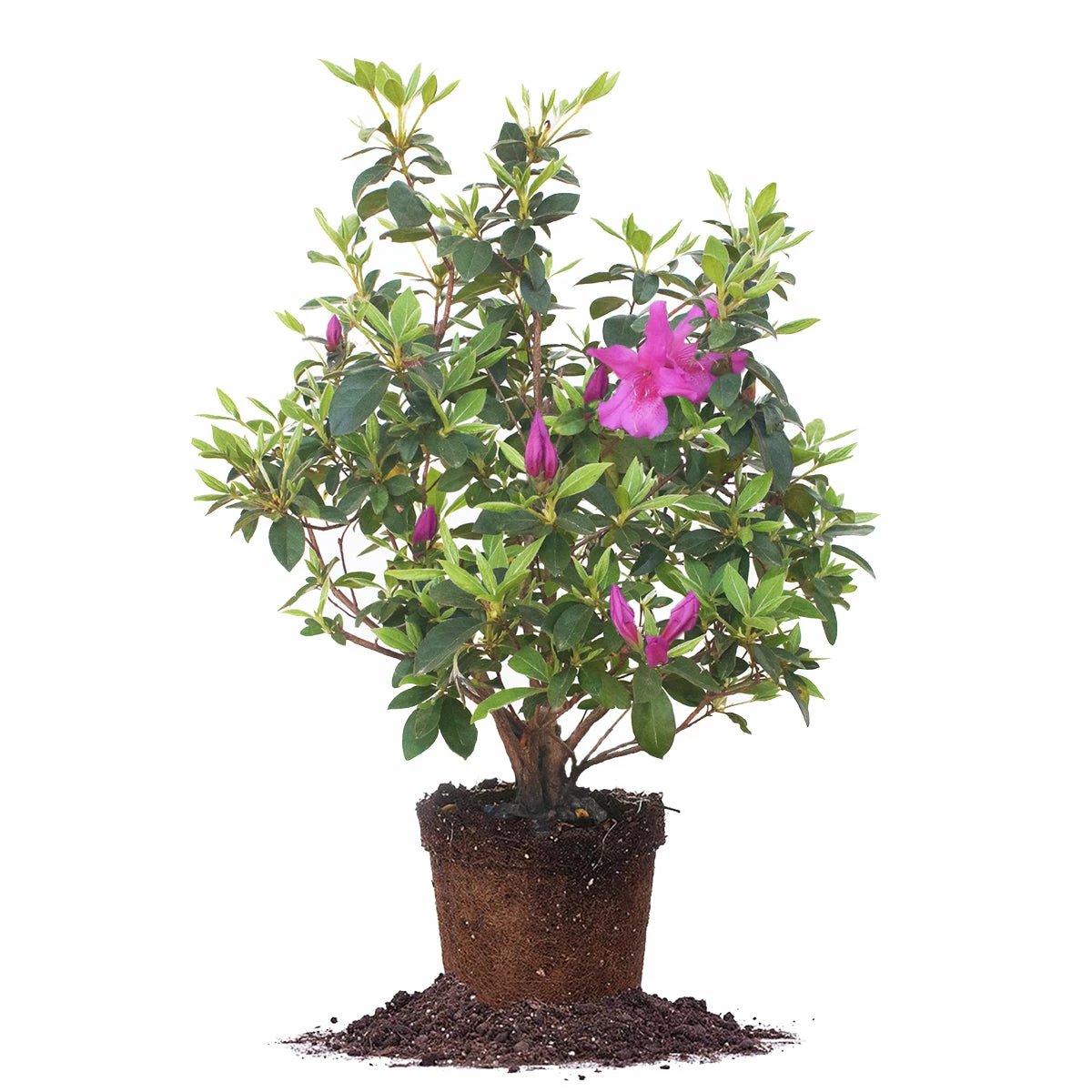 Perfect Plants Formosa Azalea Shrub All Shrubs & Hedges 9 Perfect Plants Formosa Azalea Shrub All Shrubs & Hedges