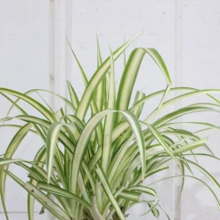 Perfect Plants Variegated Spider Plant