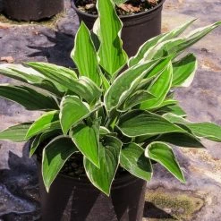 Perfect Plants Hosta Francee Shrub