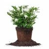 Perfect Plants Frost Proof Gardenia Shrub
