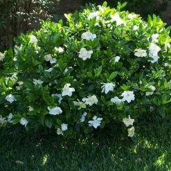 Perfect Plants Frost Proof Gardenia Shrub