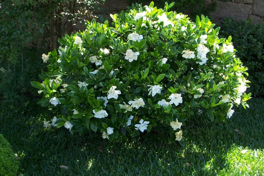 Perfect Plants Frost Proof Gardenia Shrub 2 Perfect Plants Frost Proof Gardenia Shrub