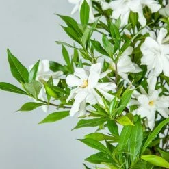 Perfect Plants Frost Proof Gardenia Shrub 12 Perfect Plants Frost Proof Gardenia Shrub