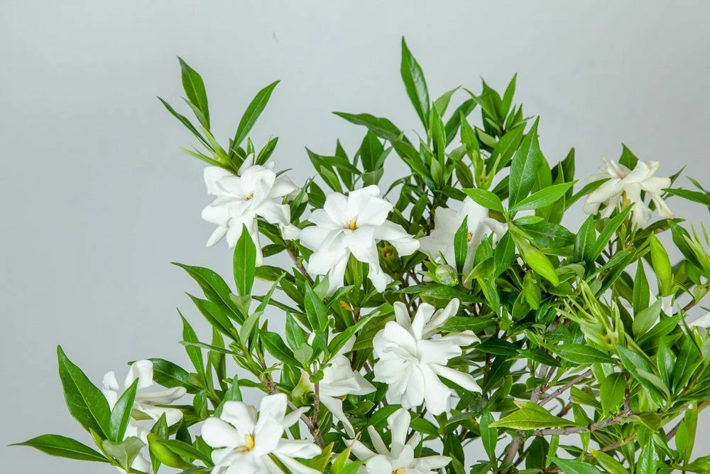 Perfect Plants Frost Proof Gardenia Shrub 5 Perfect Plants Frost Proof Gardenia Shrub