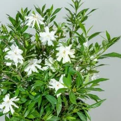 Perfect Plants Frost Proof Gardenia Shrub 14 Perfect Plants Frost Proof Gardenia Shrub