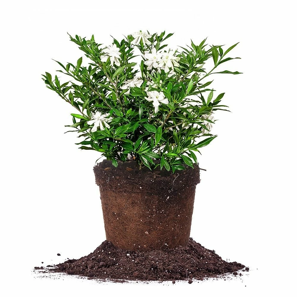 Perfect Plants Frost Proof Gardenia Shrub 1 Perfect Plants Frost Proof Gardenia Shrub