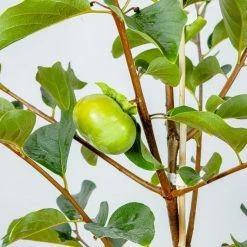 Perfect Plants Fuyu Persimmon Tree