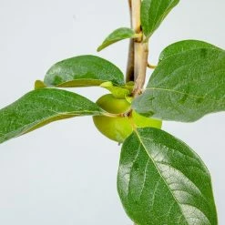 Perfect Plants Fuyu Persimmon Tree