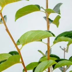 Perfect Plants Fuyu Persimmon Tree