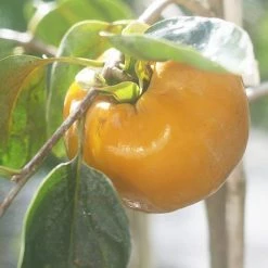 Perfect Plants Fuyu Persimmon Tree