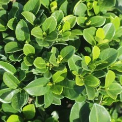 Perfect Plants All Shrubs & Hedges Kleim’s Hardy Gardenia Shrub