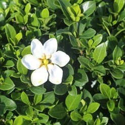 Perfect Plants All Shrubs & Hedges Kleim’s Hardy Gardenia Shrub