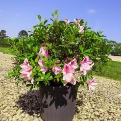 Perfect Plants All Shrubs & Hedges George Taber Azalea Shrub