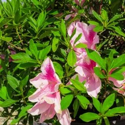 Perfect Plants All Shrubs & Hedges George Taber Azalea Shrub