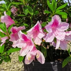 Perfect Plants All Shrubs & Hedges George Taber Azalea Shrub