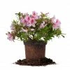 Perfect Plants All Shrubs & Hedges George Taber Azalea Shrub