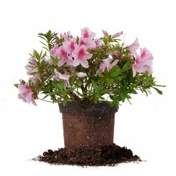 Perfect Plants All Shrubs & Hedges George Taber Azalea Shrub