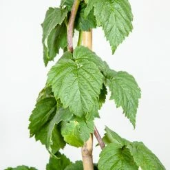 Perfect Plants Glencoe Thornless Raspberry Bush Berry Bushes