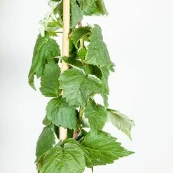 Perfect Plants Berry Bushes Caroline Raspberry Bush