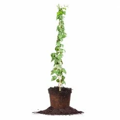 Perfect Plants Glencoe Thornless Raspberry Bush Berry Bushes