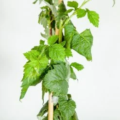 Perfect Plants Glencoe Thornless Raspberry Bush Berry Bushes