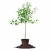 Perfect Plants Golden Delicious Apple Tree All Fruit & Nut Trees