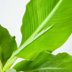 Perfect Plants Golden Lotus Banana Tree Banana Trees