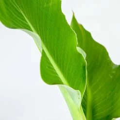 Perfect Plants Golden Lotus Banana Tree Banana Trees
