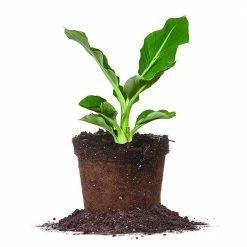 Perfect Plants Golden Lotus Banana Tree Banana Trees