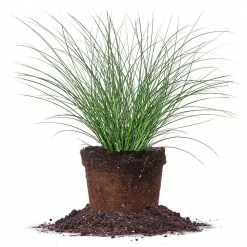 Perfect Plants All Shrubs & Hedges Miscanthus Gracillimus Shrub