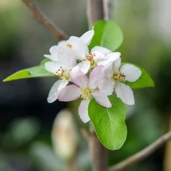 Perfect Plants Granny Smith Apple Tree