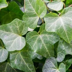 Perfect Plants English Ivy
