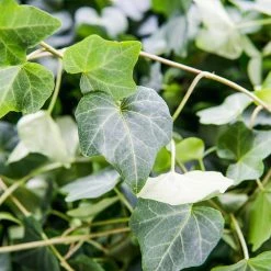 Perfect Plants English Ivy 9 Perfect Plants English Ivy