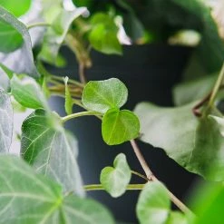 Perfect Plants English Ivy 10 Perfect Plants English Ivy