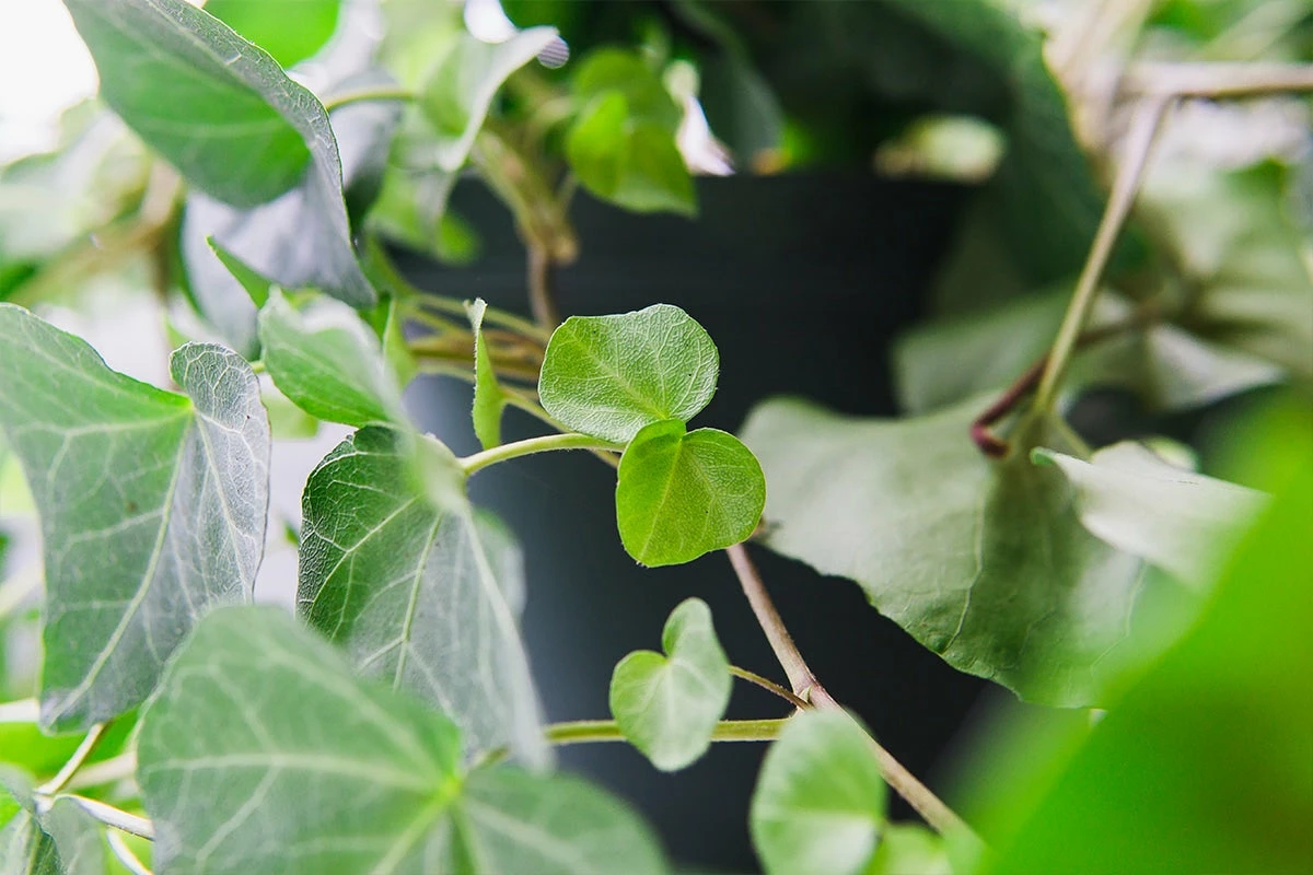 Perfect Plants English Ivy 4 Perfect Plants English Ivy