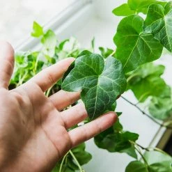 Perfect Plants English Ivy 11 Perfect Plants English Ivy