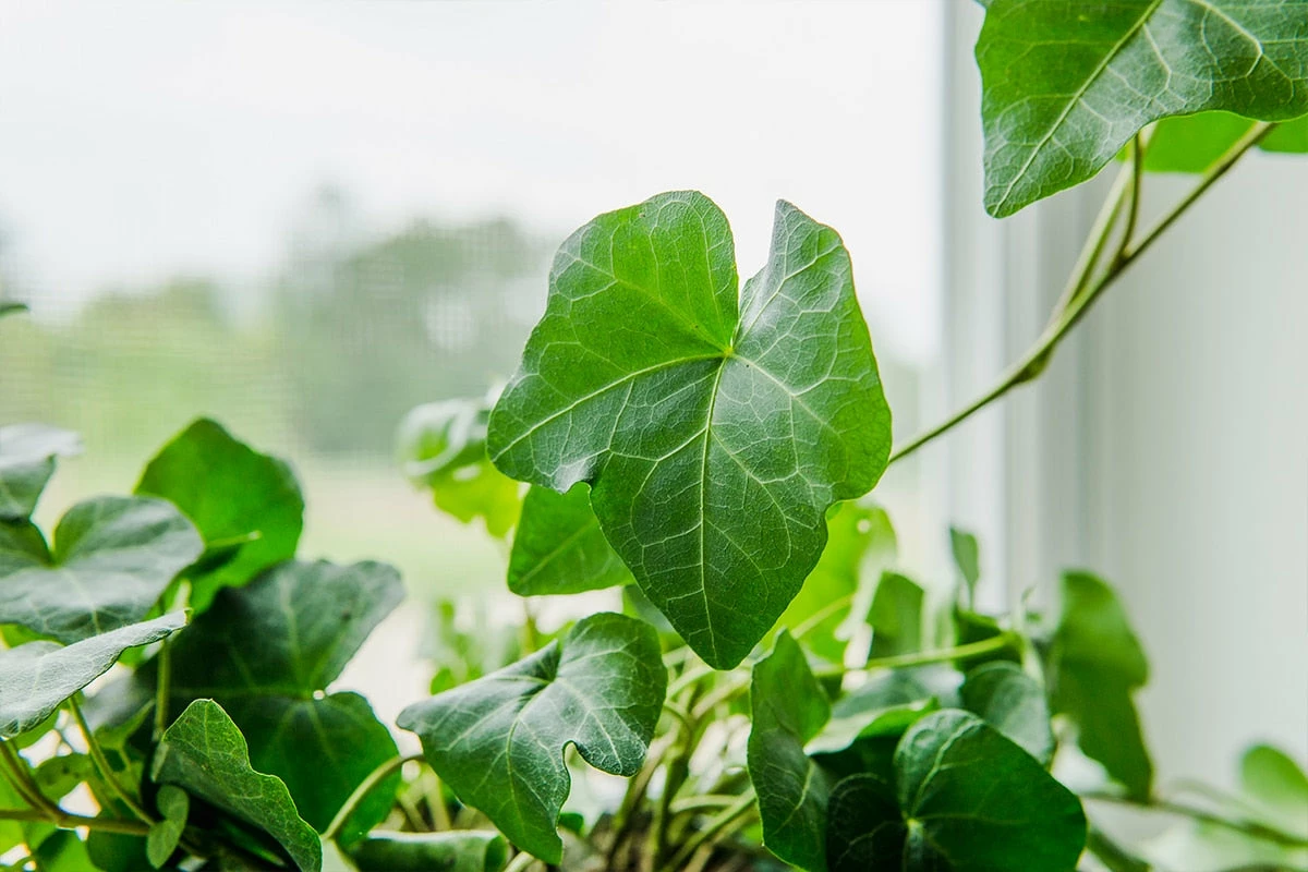 Perfect Plants English Ivy 6 Perfect Plants English Ivy