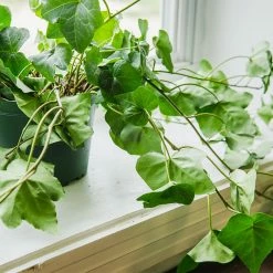 Perfect Plants English Ivy 13 Perfect Plants English Ivy