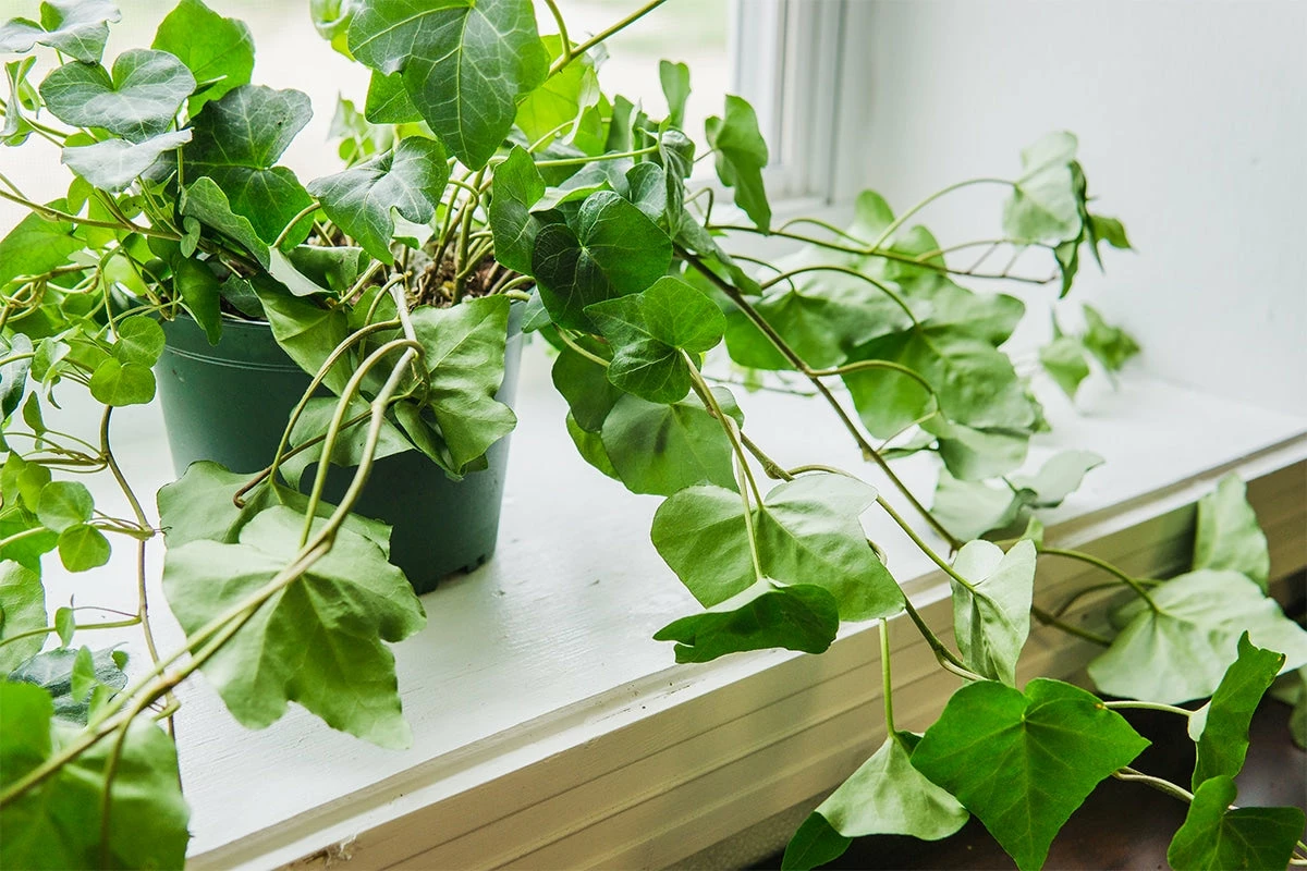 Perfect Plants English Ivy 7 Perfect Plants English Ivy