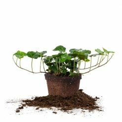 Perfect Plants English Ivy