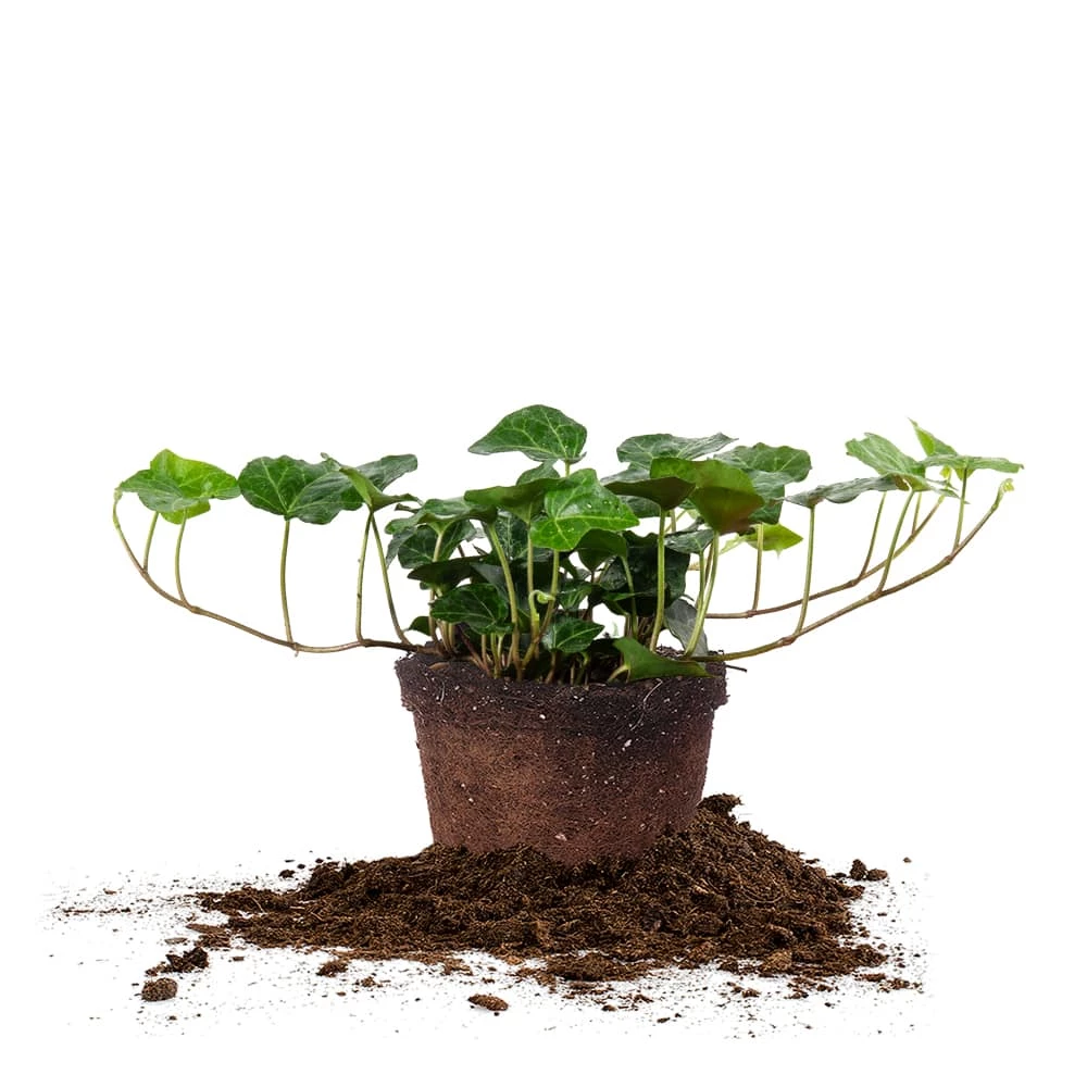 Perfect Plants English Ivy 1 Perfect Plants English Ivy