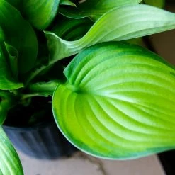 Perfect Plants Hosta Guacamole Shrub All Shrubs & Hedges