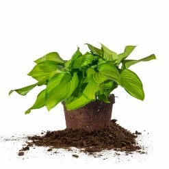 Perfect Plants Hosta Guacamole Shrub All Shrubs & Hedges