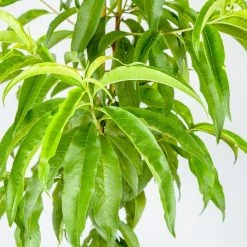 Perfect Plants Peach Trees Gulf Crimson Peach Tree