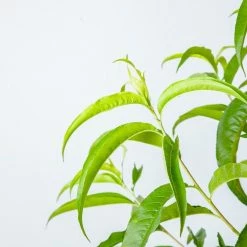 Perfect Plants Peach Trees Gulf Crimson Peach Tree