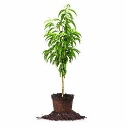 Perfect Plants Peach Trees Gulf Crimson Peach Tree