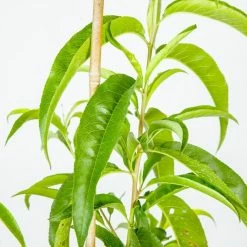 Perfect Plants Peach Trees Gulf Crimson Peach Tree