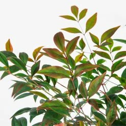 Perfect Plants Dwarf Nandina ‘Gulf Stream’ Shrub 7 Perfect Plants Dwarf Nandina ‘Gulf Stream’ Shrub