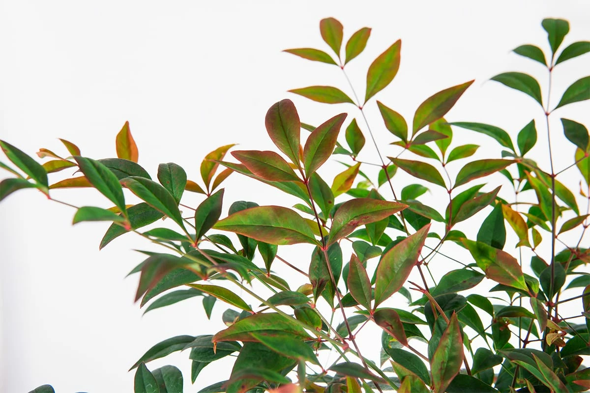 Perfect Plants Dwarf Nandina ‘Gulf Stream’ Shrub 3 Perfect Plants Dwarf Nandina ‘Gulf Stream’ Shrub