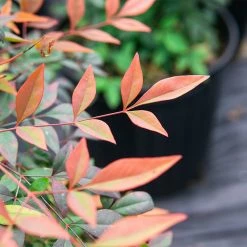 Perfect Plants Dwarf Nandina ‘Gulf Stream’ Shrub 8 Perfect Plants Dwarf Nandina ‘Gulf Stream’ Shrub